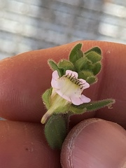 Chaenorhinum villosum