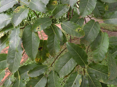 Ficus sansibarica