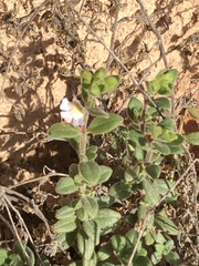 Chaenorhinum villosum