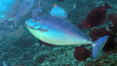 Photo of Sawtooth Unicornfish (Naso hexacanthus)