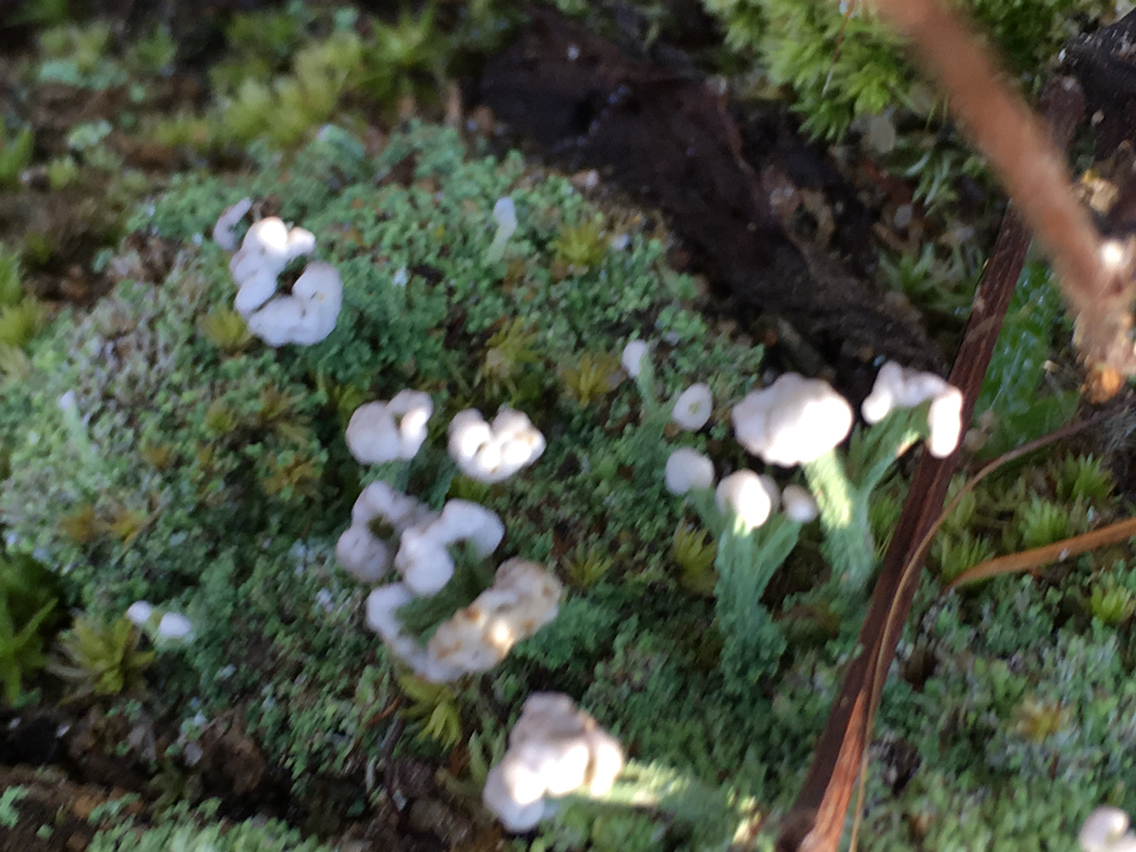 Cladonia peziziformis image