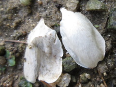 Pseudocydonia sinensis