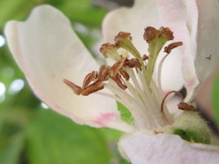 Pseudocydonia sinensis