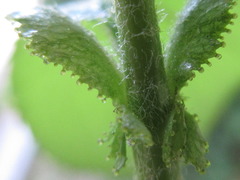 Pseudocydonia sinensis