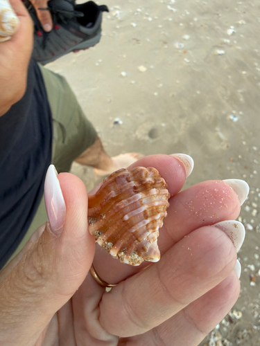 Cabestana africana