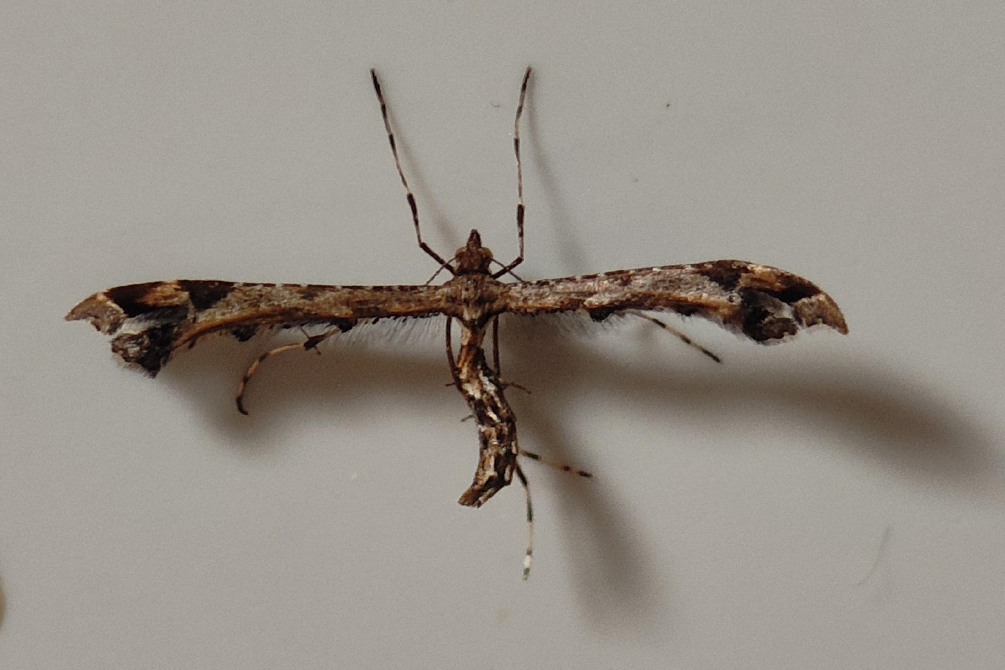 Amblyptilia acanthadactyla