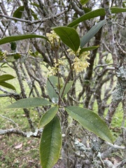 Osmanthus