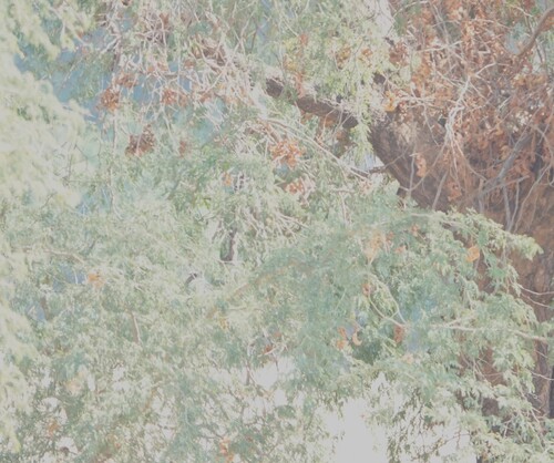 Ana tree