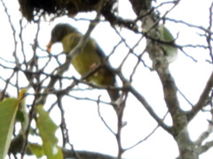Oriolus brachyrynchus