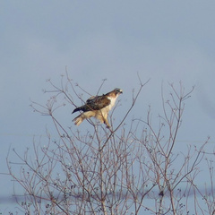 Buteo jamaicensis fuertesi