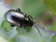 Altica cirsicola