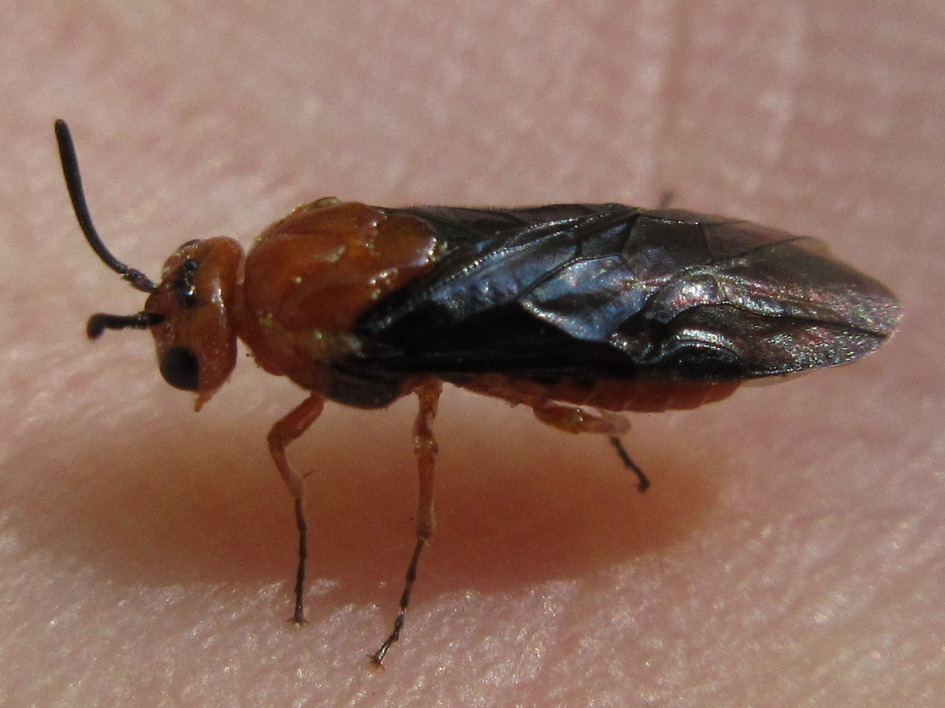 Sterictiphora koreana