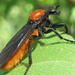 Bibio rufiventris - Photo (c) onidiras-iNaturalist, algunos derechos reservados (CC BY-NC), subido por onidiras-iNaturalist