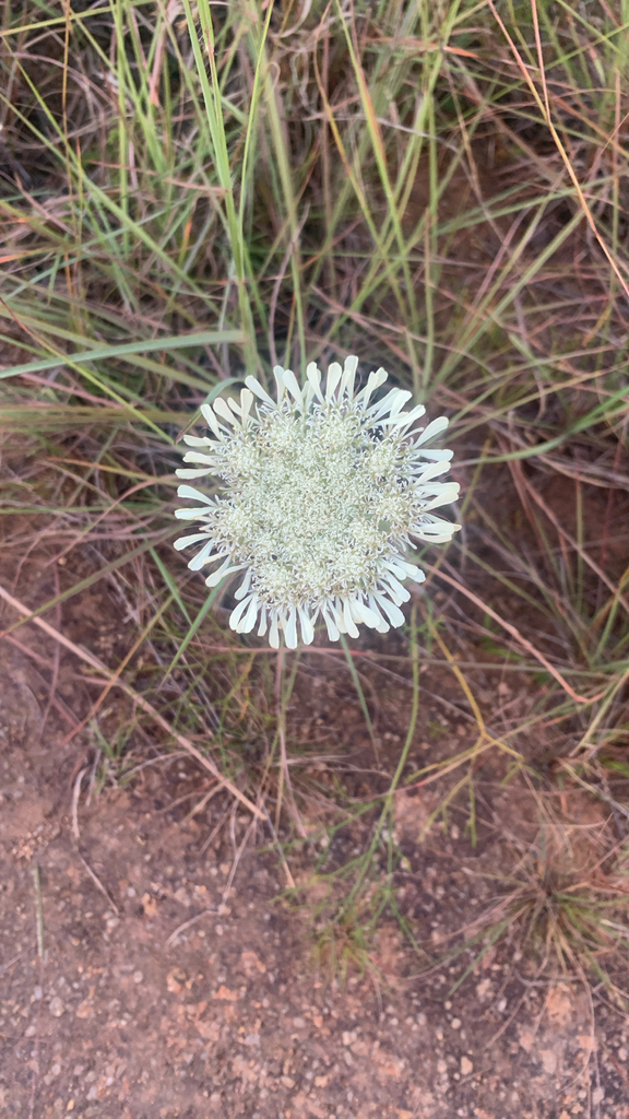 Pycnocycla ledermannii