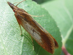 Dichomeris ustalella