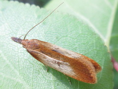 Dichomeris ustalella