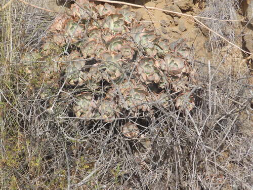 Aeonium davidbramwellii (Aeonium davidbramwellii)
