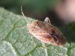 Psallus clarus