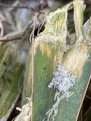 Yucca gloriosa gloriosa