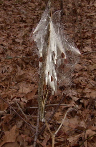 redring milkweed
