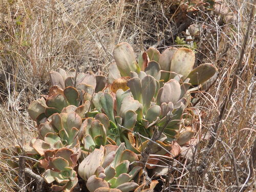 Aeonium davidbramwellii