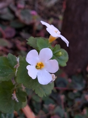 Chaenostoma cordatum