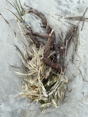 Yucca gloriosa gloriosa