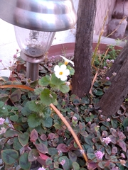 Chaenostoma cordatum