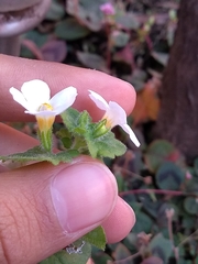 Chaenostoma cordatum