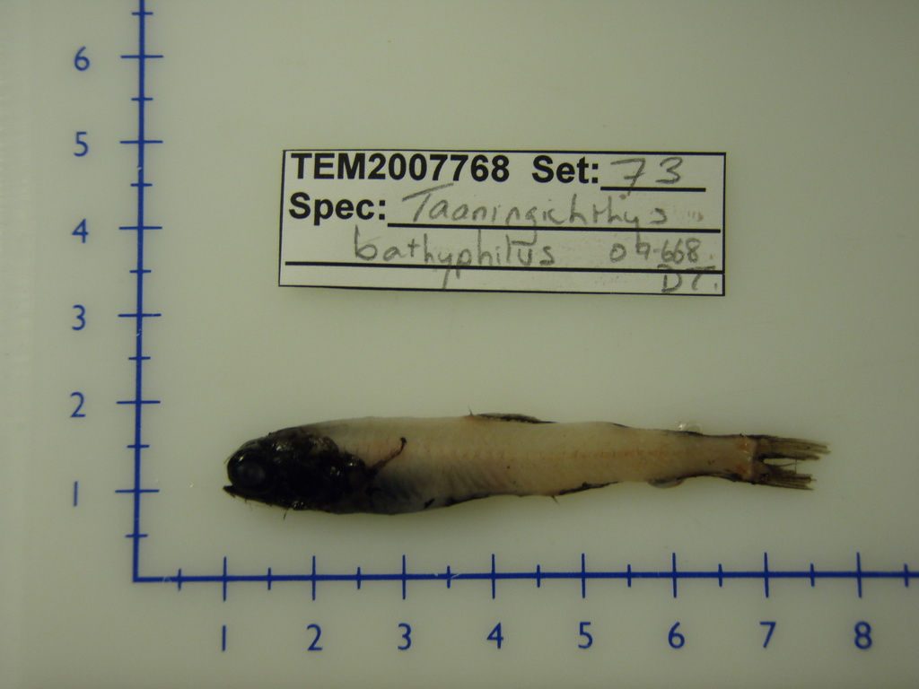 Deepwater Lanternfish