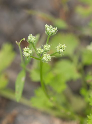 Adenosciadium arabicum