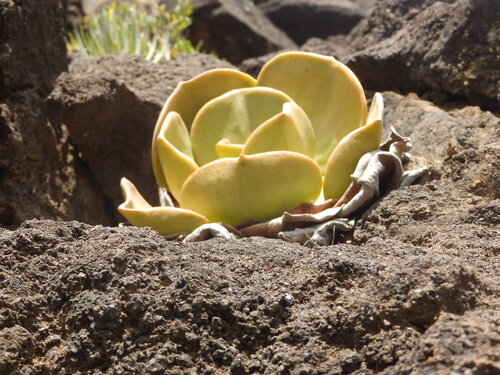 Aeonium nobile