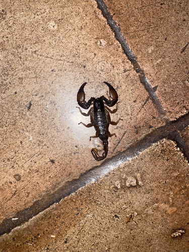 Robust Burrowing Scorpion