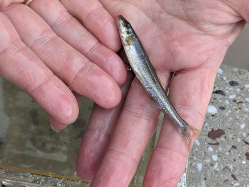 Stargazing minnow (Phenacobius uranops) — Cyprinidae