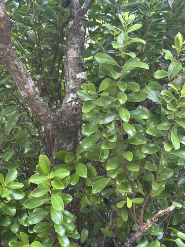 Santalum boninense iNat (1)