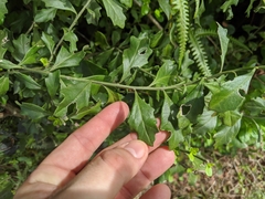 Baccharis halimifolia image