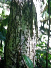 Image of Ceiba pentandra
