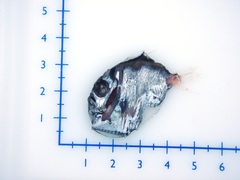 Transparent Hatchet-Fish photo 2