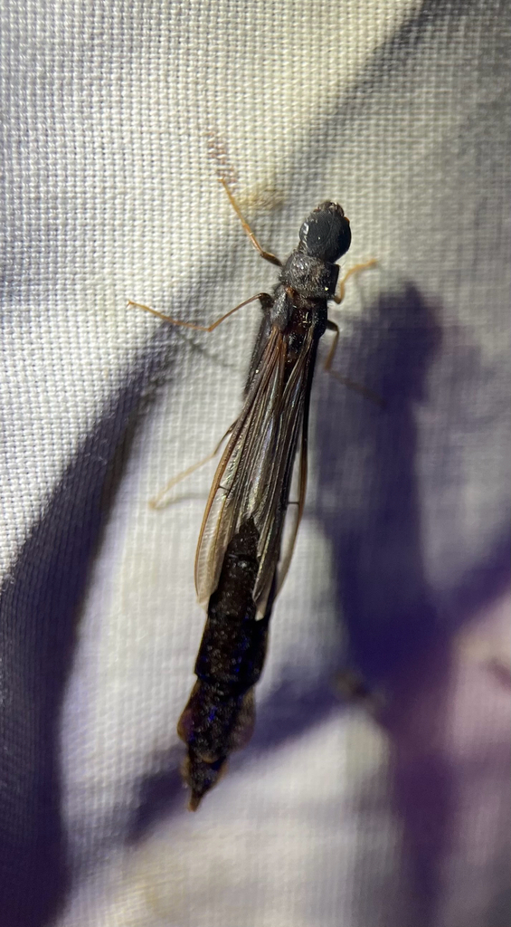 Atractocerus brasiliensis