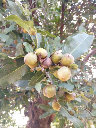 jackalberry