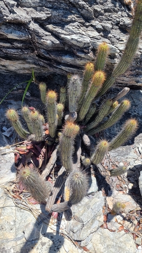 Cipocereus pusilliflorus