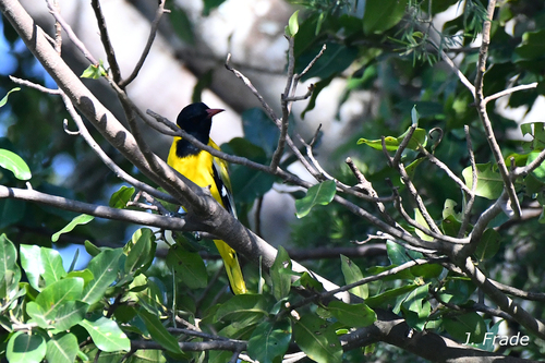 Mountain Oriole (Oriolus percivali), photo 9