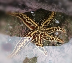 Meyenaster gelatinosus