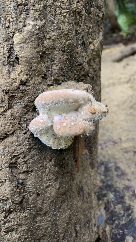 Fomitopsis mounceae · October 2025 · photo: © walkerbrown (iNaturalist, cc0)