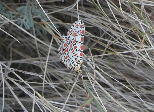 Utetheisa pulchella