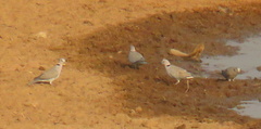 Streptopelia capicola tropica