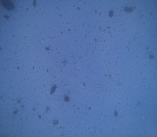Myliobatis aquila