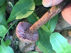 Laccaria amethysteo-occidentalis