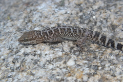 South American Marked Gecko photo 4