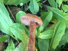 Laccaria amethysteo-occidentalis